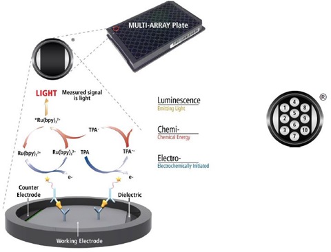 Electrochemiluminescence Technology